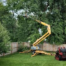 How Our Tree Care Process Works  in  Morgan Hill, PA