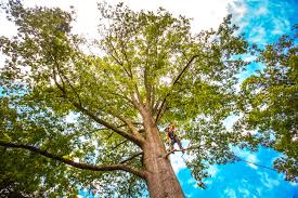 Best Lot and Land Clearing  in Morgan Hill, PA