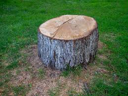Best Tree Removal  in Morgan Hill, PA