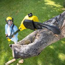 Best Tree Maintenance Programs  in Morgan Hill, PA
