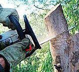 Best Root Management and Removal  in Morgan Hill, PA