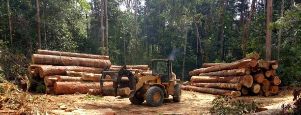  Morgan Hill, PA Tree Care Pros