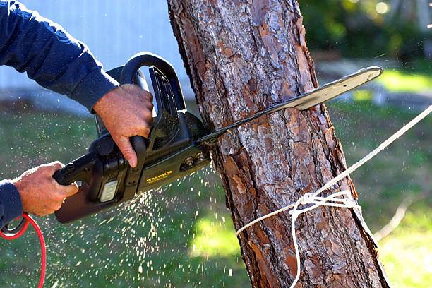 Best Tree Health Inspection  in Morgan Hill, PA