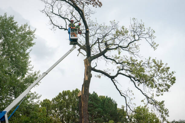 Best Palm Tree Trimming  in Morgan Hill, PA
