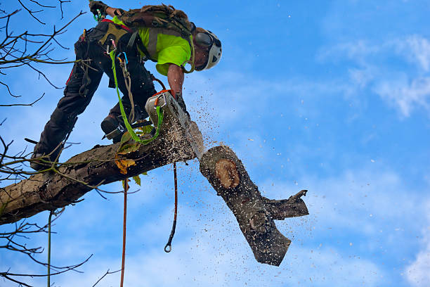 Morgan Hill, PA Tree Care Company